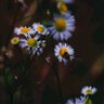 Фото профиля VeM83