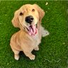 CaliBearTheGoldenRetriever's profile picture