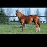 مسعود اليامي ( عاشق ومدرب خيل ) profil fotoğrafı