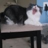 Queen Thicktoria, Esq.'s Superseding InDICKment 的头像