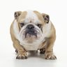 Profilbild von Grumpybull