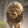 قاهر الكراغلة profil fotoğrafı