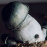 pigspigs76 profil fotoğrafı