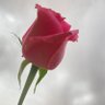 ❤️صمتي حكايه ❤️ profil fotoğrafı