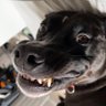 ruhroh 的头像