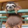 Profilbild von xin zi