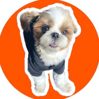 シーズーのメイくん。🐶's profile picture