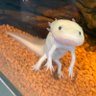 ぴこんちゃん 的头像