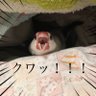 Profilbild von デブまっしぐら薄氷