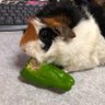 Profilbild von さしゃおじさん