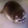 Steve profil fotoğrafı