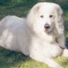 Van-Eeckhoutte's profile picture