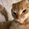 emogolica's profile picture