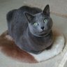 rudy-cat's profile picture