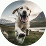 FPL Woofer's profile picture