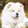 SirChowChow's profile picture