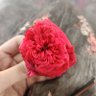 Rose's profile picture