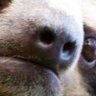 Sloth profil fotoğrafı