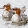 Northern Duck's profile picture