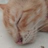 แมววิ่งหนี's profile picture