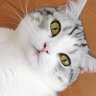 ゆぴょん😸's profile picture