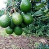 Tanzania Agribusiness and Extension Forum (TAEF)'s profile picture