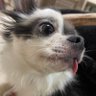 かつどん② 的头像