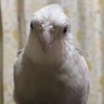 Profilbild von Meredith