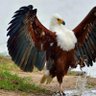 Arkim Lunga's profile picture