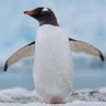 Profilbild von Penguin