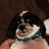 Profilbild von Sears