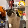 ✧̣̥̇あや☪︎ * 的头像