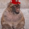 GV's profile picture