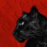 Papillon's profile picture
