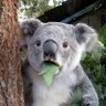 Koalalau profil fotoğrafı