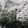Фото профиля まぁ
