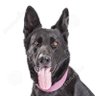 Translator Dog (woof)'s profile picture