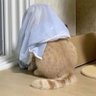 Je t'aime's profile picture