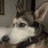 Profilbild von Woody