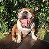 Bulldog profil fotoğrafı