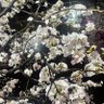 Фото профиля クウォート・コンツェヴェルト