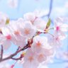さく akapi's profile picture