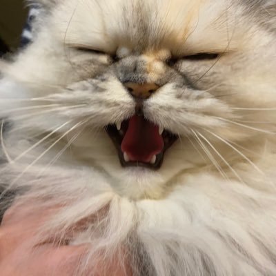 degu_mayu's profile picture