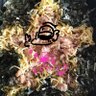 かしわめし's profile picture