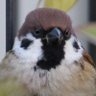 パッセル 一般通行スズメ's profile picture