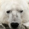 Фото профиля シロクマとアーロン