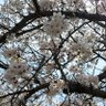 花子さんはトイレにいない profil fotoğrafı