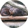 きまぐれカワウソ@ひろとし profil fotoğrafı