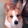 Profilbild von ことみ