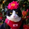 Photographe ikuyo🐾田舎でのんびり猫撮ってる人's profile picture